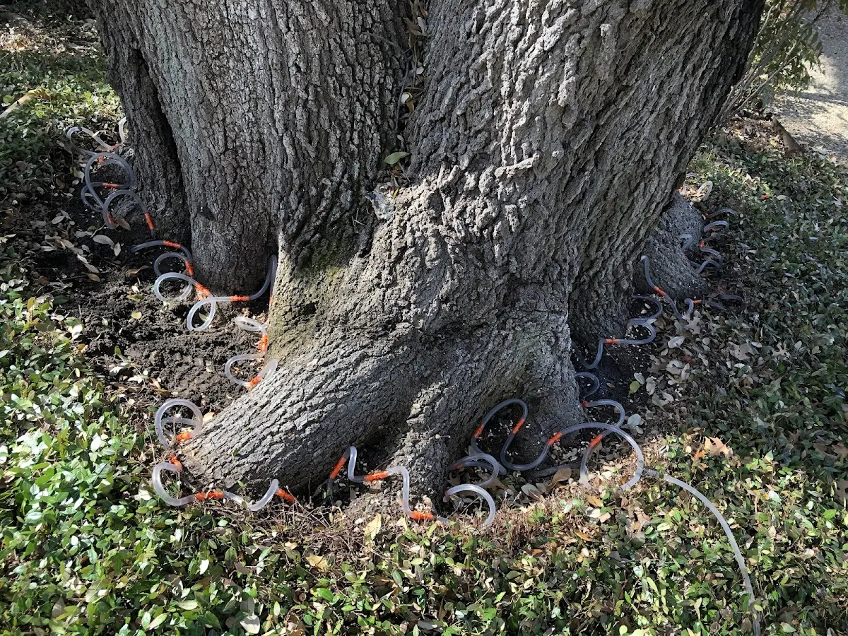 Detailed Tree Cabling and Bracing job site in Westview